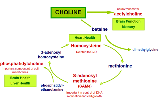 Choline metabolism Balchem 1 - Choline. Always A Bridesmaid, Never A Bride
