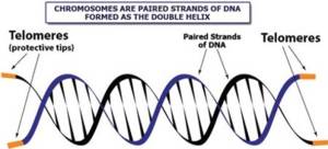 telomeres and dna chromosones 300x136 - Diet, Nutrients, Telomeres And Longevity