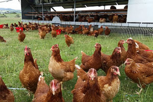 Chicken free range 300x200 - Debunking Egg Myths. Part 2