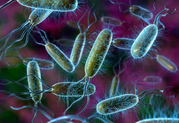 Bacteria 2