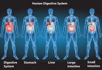 Xrays of human digestive system