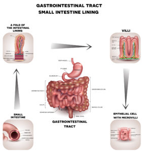GI tract and small intestines 282x300 - Leaky Gut, Autoimmunity & Mental Health. What's The Link? Part 1