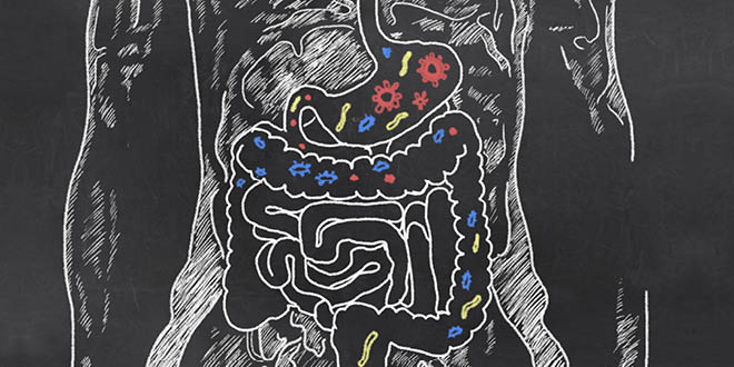 Digestive tract showing the stomach and intestines