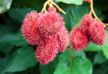 The bright pink seed pods of the Bixa Orellana commonly known as annatto