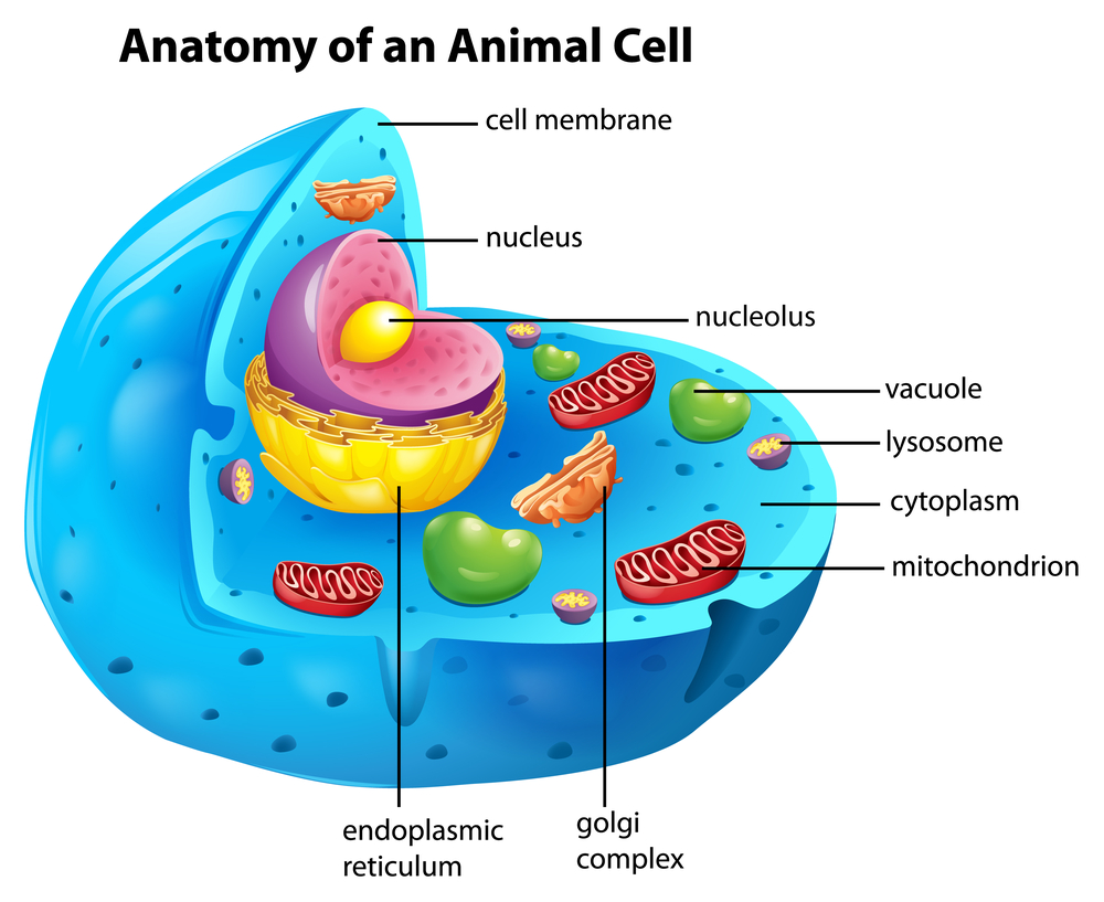 Animal cell - Nicotinamide Riboside. The Next Longevity Darling?