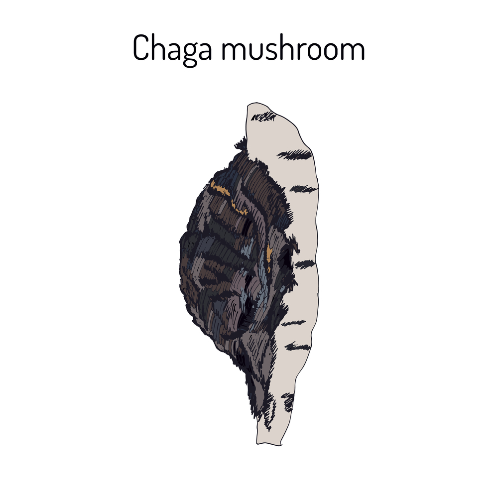 Chaga mushroom 5 - What Is Chaga Mushroom?