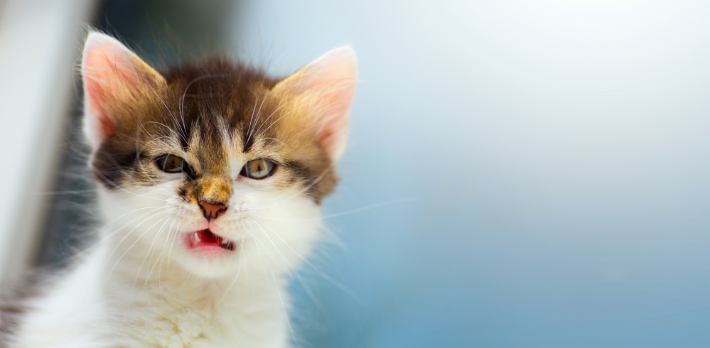 Kitten stink face - 24 Things You Don't Know About Me