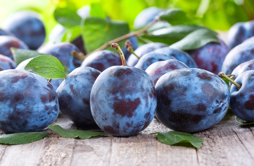 Plums - Plums And Prunes. Everything You Need To Know