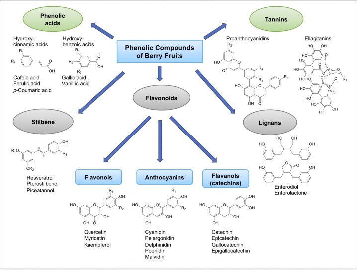 Phenolic compounds 718x544 - 9 Blueberry Health Benefits